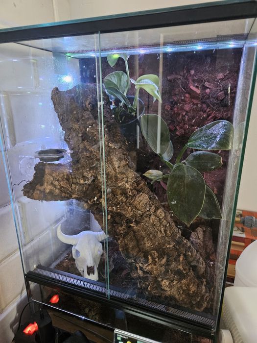 Gekon orzęsiony + terrarium + karma