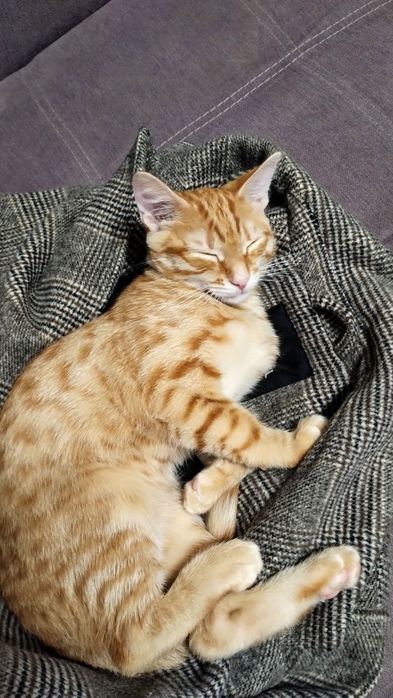 Котик шукає родину