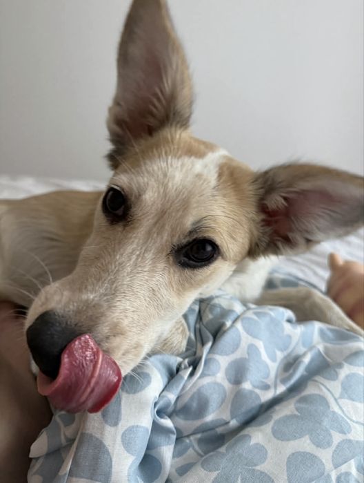 Roczna suczka do oddania