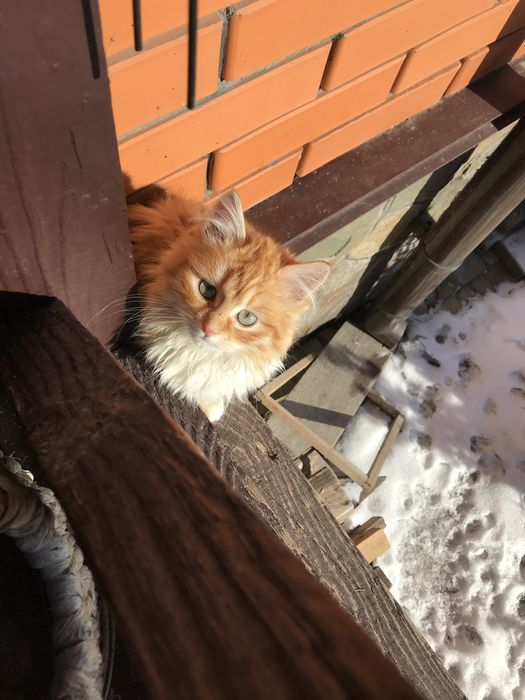 Котенята котики маленькі