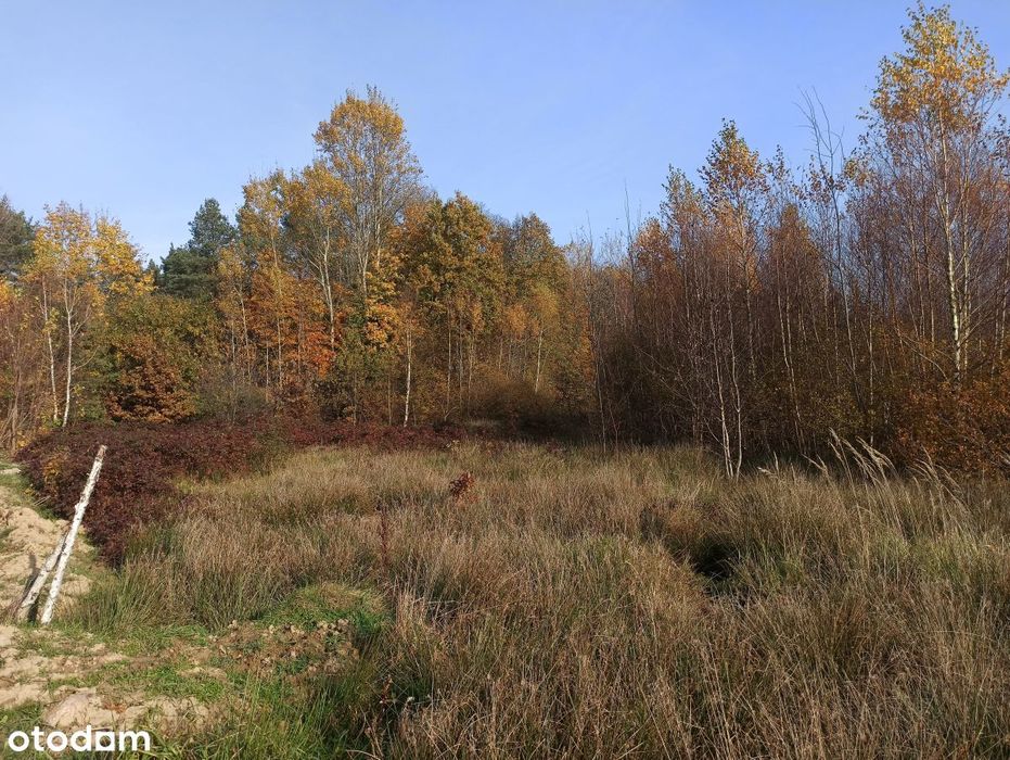 Leśniewo - działka o pow. 4665m2 z WZ z 2024r.