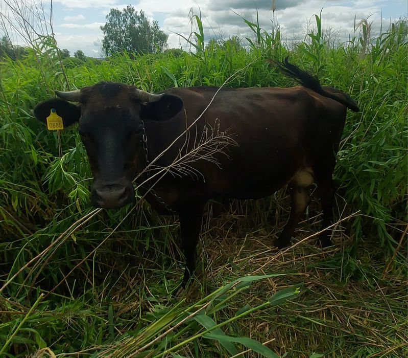 Продам Джерсейську молоду корову.