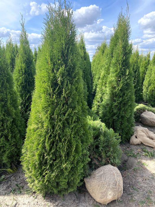 Tuja Smaragd 220-260 cm i inne thuja Szmaragd żywopłot Transport