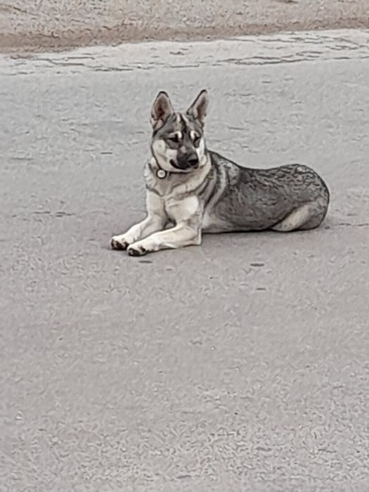 Лайка в добрі руки!