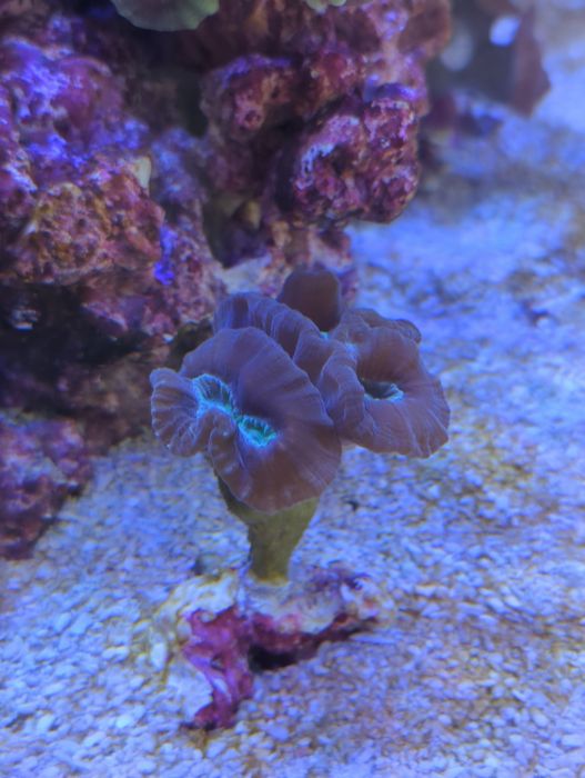Caulastrea Candy Cane 3 głowy