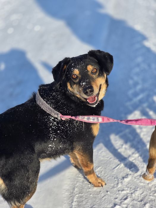 Uroczy 10 kilowy Aramis