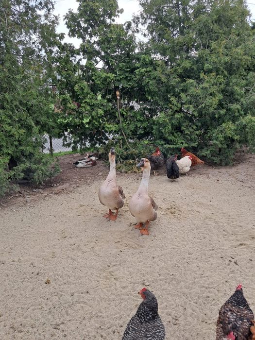 Dorodny gęsior, gęś kubańska