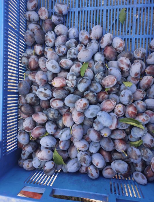 Śliwka węgierka paczka 10kg, 3zł/kg
Zapraszam do zakupu poprzez olx - nie ma możliwości odbioru osobistego.