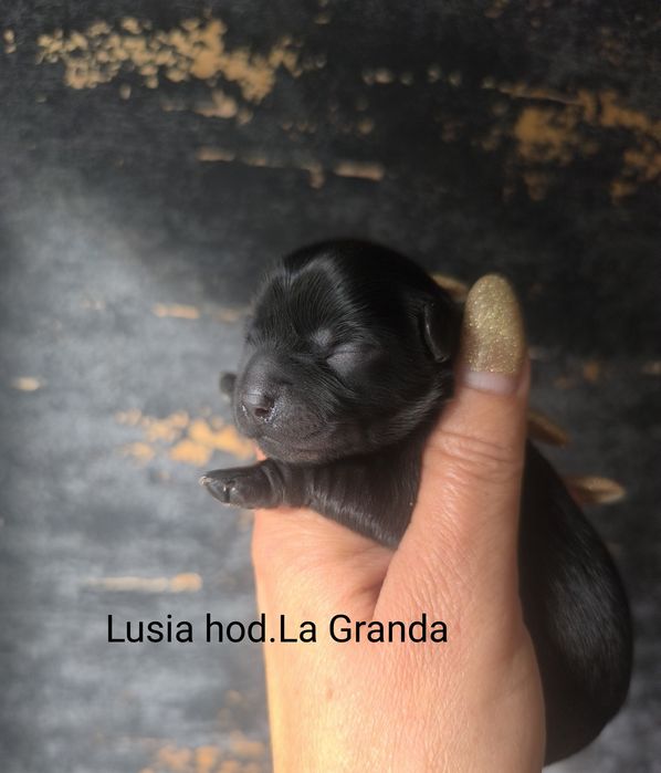 Czarna jak węgiel