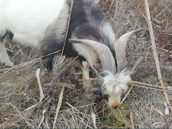 Козлы на продажу