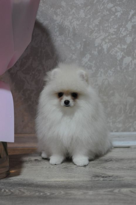 Плюшевые VIP медвежата