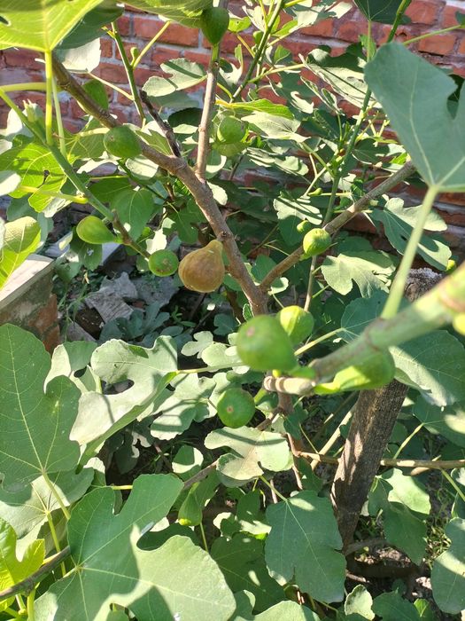 Саджанці малина ожина інжир полуниця саженцы малина клубника ежевика