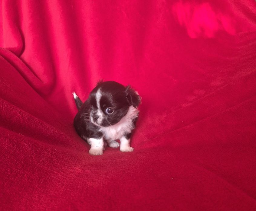 Piesek długowłosy chihuahua