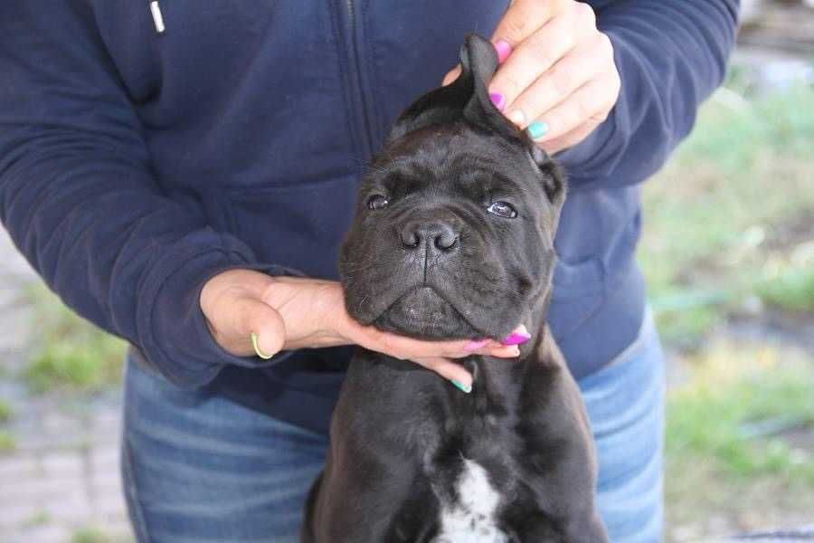 Очаровательные щенки кане корсо