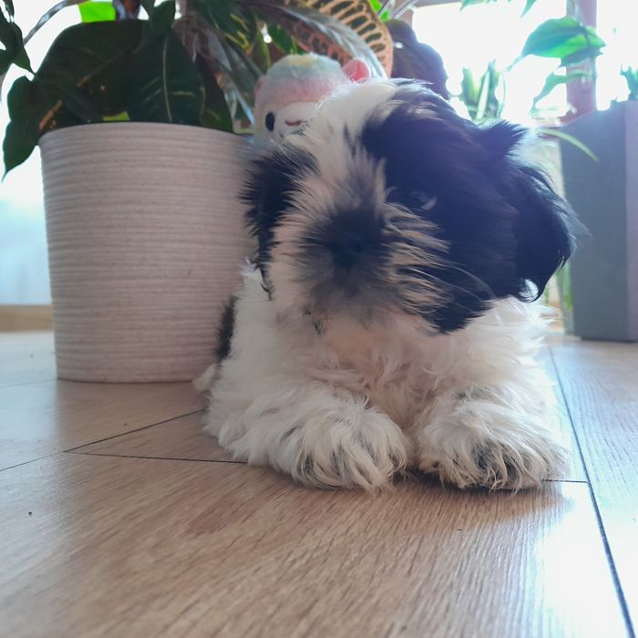Shih tzu piękny czarno biały piesek