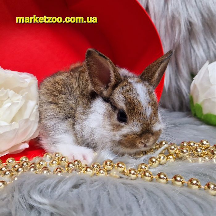 Голандський міні кролик золотистого окрасу