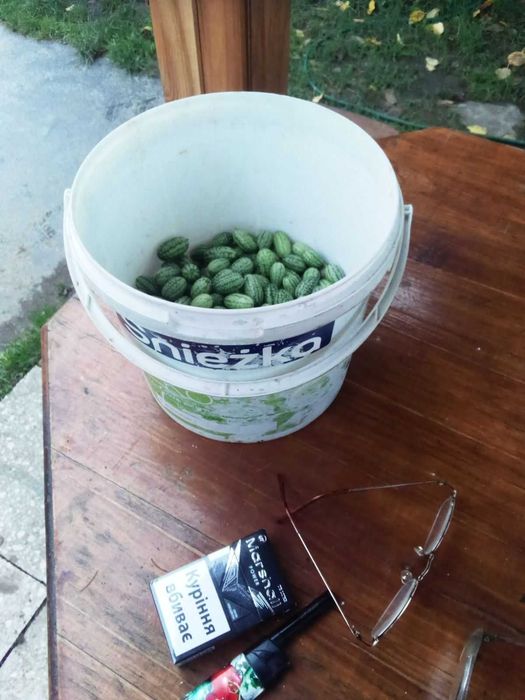 мелотрія колібрі-насіння,розсада