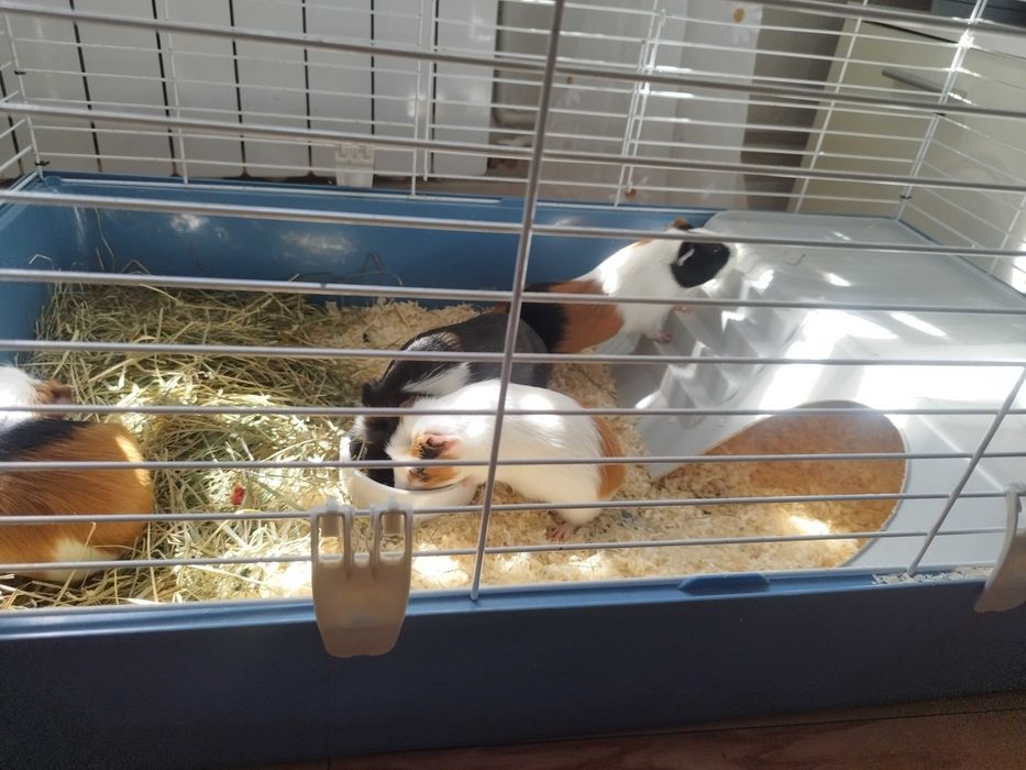 Świnki morskie  do oddania za darmo