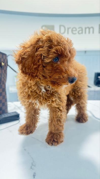 Poodle Toy vermelho  macho