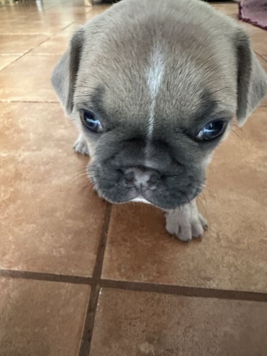 Buldogue Francês macho
