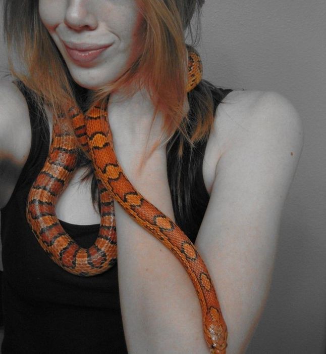 Аренда змей для фотосессии
