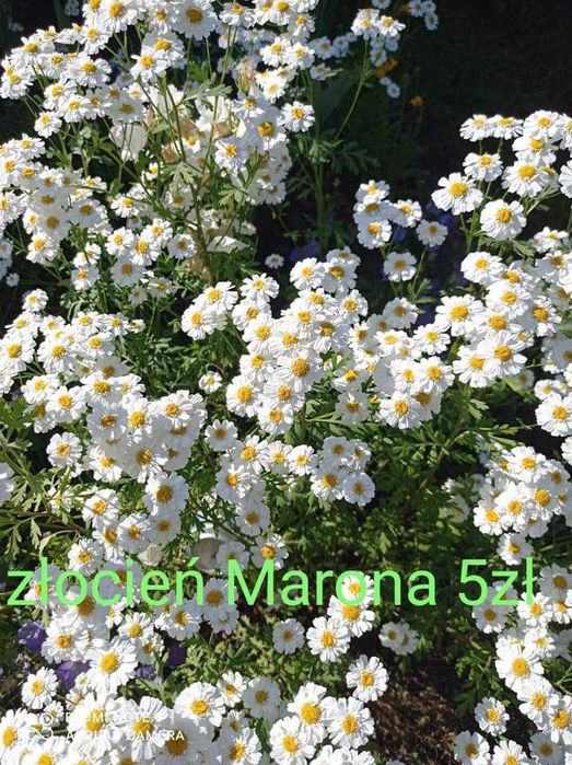 Sprzedam sadzonki kwiatów ogrodowych babcine niekłopotliwe tanio