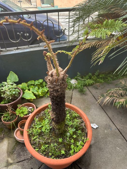 Plantas diversas e vasos