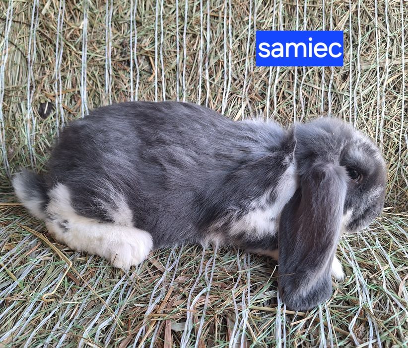 Króliki barany francuskie samce i samiczki