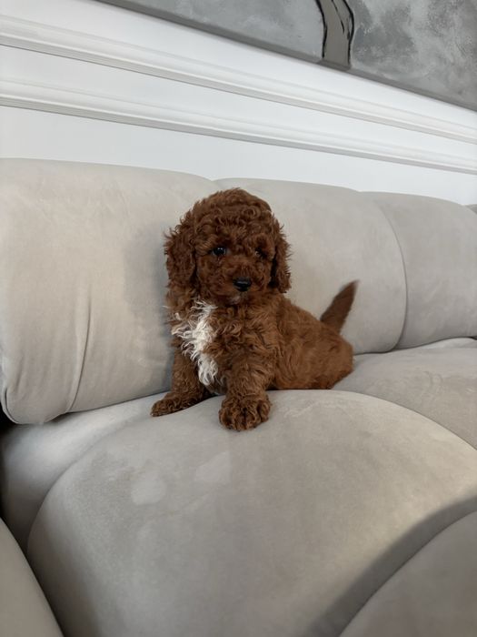 Pudel Toy Mini piesek z rodowodem