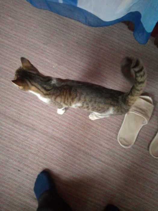 Котики в добрі руки