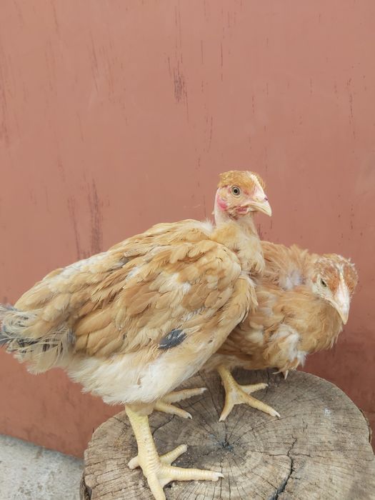 Голошийка підрощена,2 міс