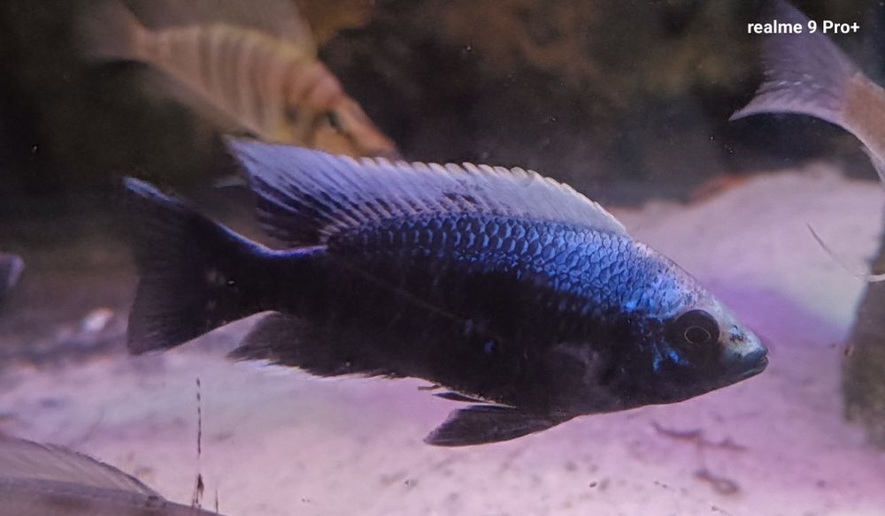 Copadichromis trewavasae Lupingu