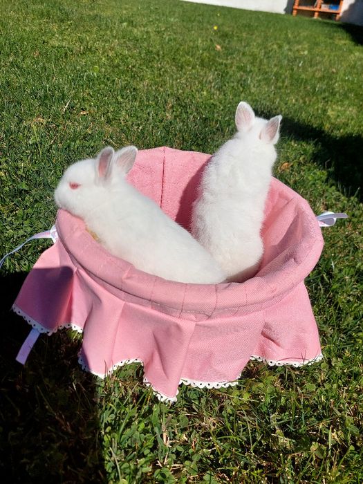 Coelhos anões bebés