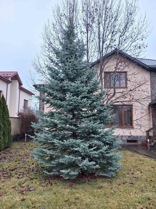 Блакитна ялинка