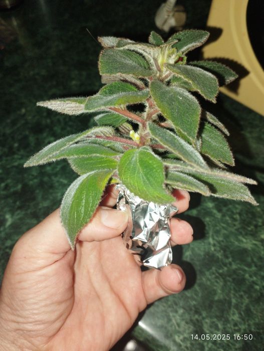 Колерія. Декілька сортів