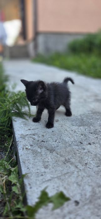 Віддам кошенят в добрі руки