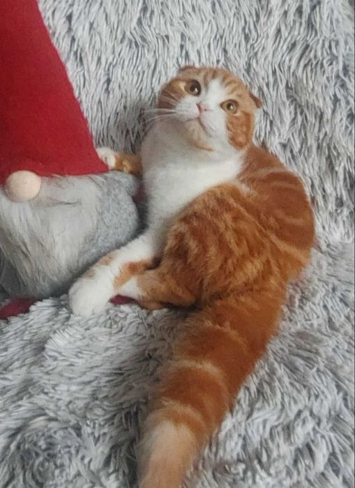 Scottish Fold Shorthair очаровательный плюшка. Киевлянин