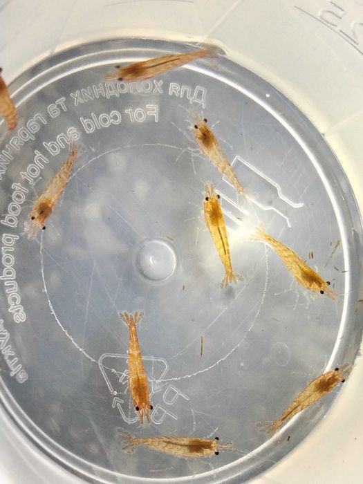 Продам акваріумних мешканців