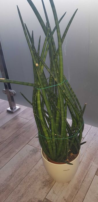 Kwiat Sansewieria walcowata cylindryczna
