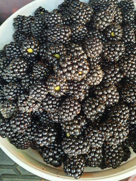 Продам саджанці ожини