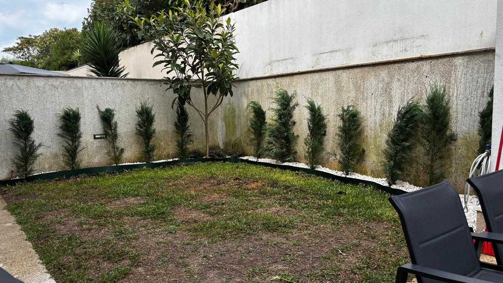 Cedros Leyland Cypress