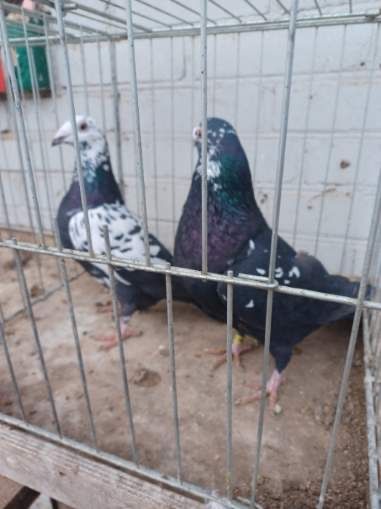 Gołębie Tygrysy czarne