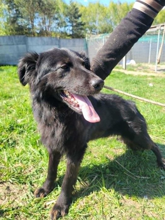 Piękny MANGO w typie flat coated retrievera szuka domu !! Do adopcji !!