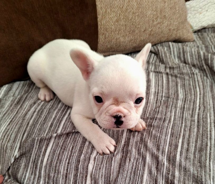Bulldog francês mini
