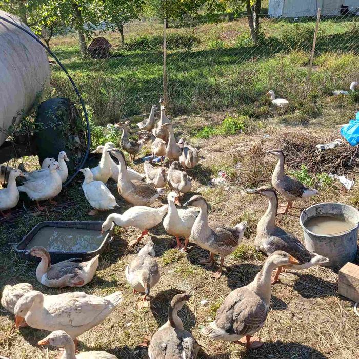 продам домашні гуси