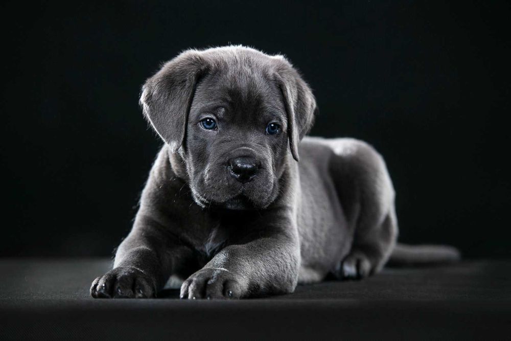 Кане Корсо голубого окраса с документами. Чистокровные, за пол цены.