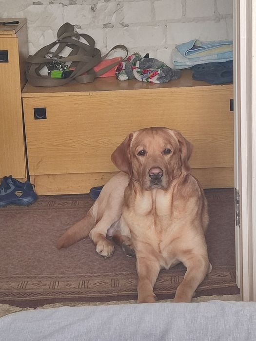 Лабрадор ищет невесту