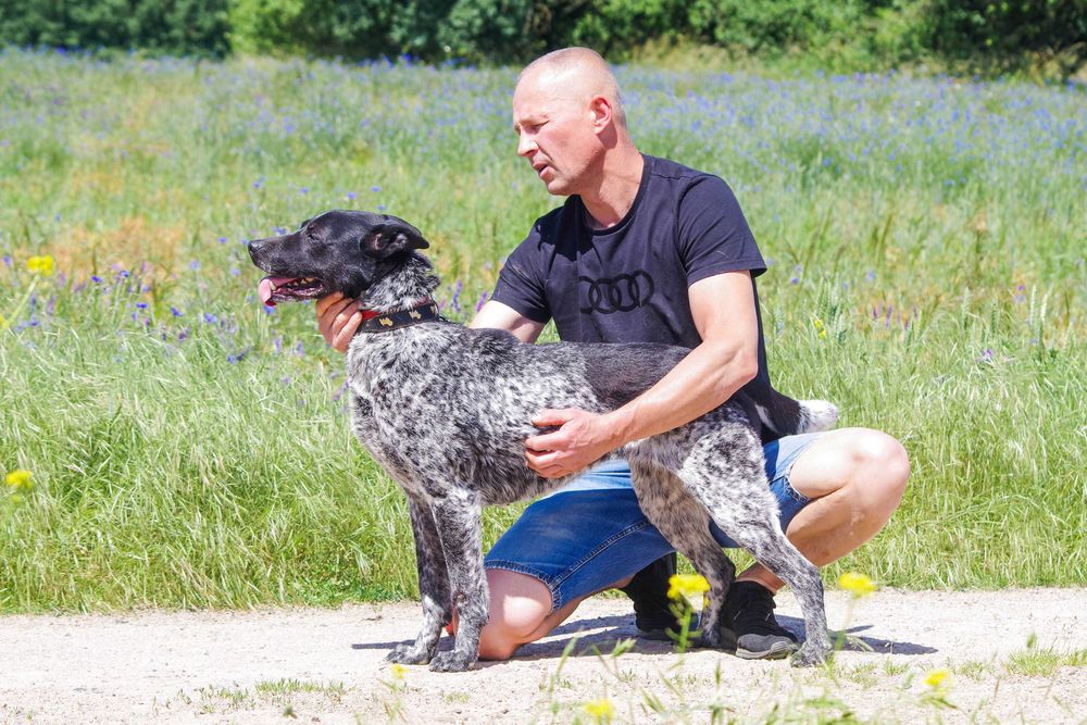 Luka - dereszowata piękność do adopcji.