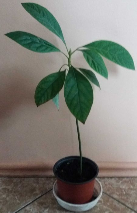 awokado sadzonka