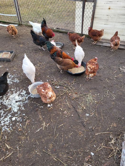 Kury nioski, zagrodowe,rosołowe,perliczki